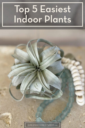5 Best Houseplants For Beginners
