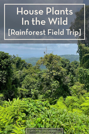 El Yunque National Forest [Puerto Rico Tropical Field Trip] 