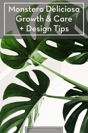 Monstera Deliciosa Care [Soil, Watering, Repotting, Fertilizing]
